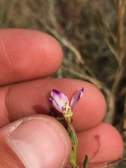 Clarkia purpurea viminea