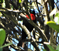 Chalcomitra senegalensis gutturalis