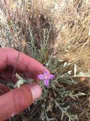Clarkia purpurea viminea