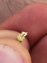 Clarkia purpurea viminea