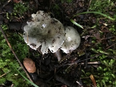 Russula redolens