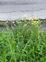 Matricaria