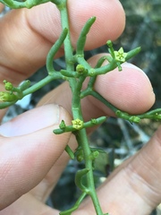 Thesium scandens