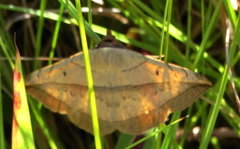Acantholipini