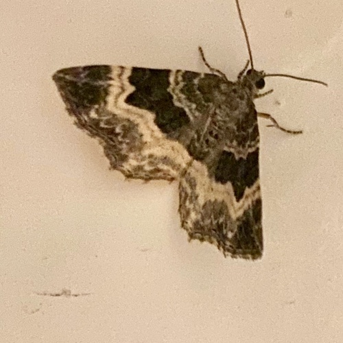 Common Carpet Moth photo 4