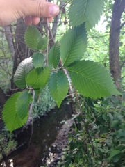 Ulmus americana