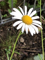 Leucanthemum vulgare