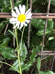 Leucanthemum vulgare