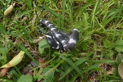 Tropidodipsas fasciata