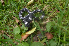 Tropidodipsas fasciata