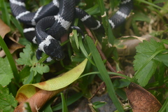 Tropidodipsas fasciata