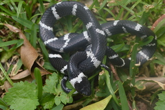 Tropidodipsas fasciata