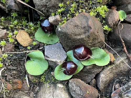 Image of Corybas recurvus by (c) yatesy, some rights reserved (CC BY)