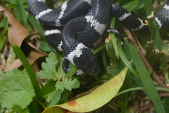Tropidodipsas fasciata