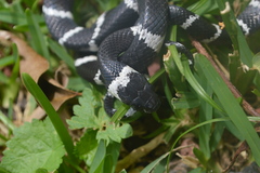 Tropidodipsas fasciata