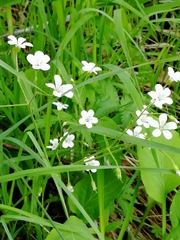 Cerastium pauciflorum
