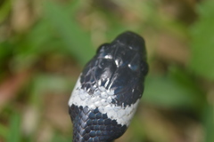 Tropidodipsas fasciata