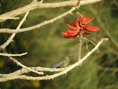 Cynanthus latirostris