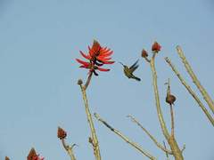 Cynanthus latirostris