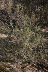 Leptospermum coriaceum