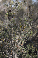 Leptospermum coriaceum