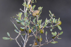 Leptospermum coriaceum
