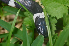 Tropidodipsas fasciata