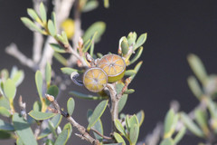 Leptospermum coriaceum