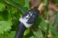 Tropidodipsas fasciata