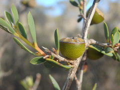 Leptospermum coriaceum