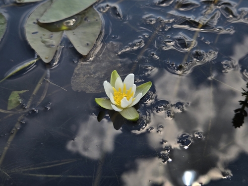 Nymphaea leibergii