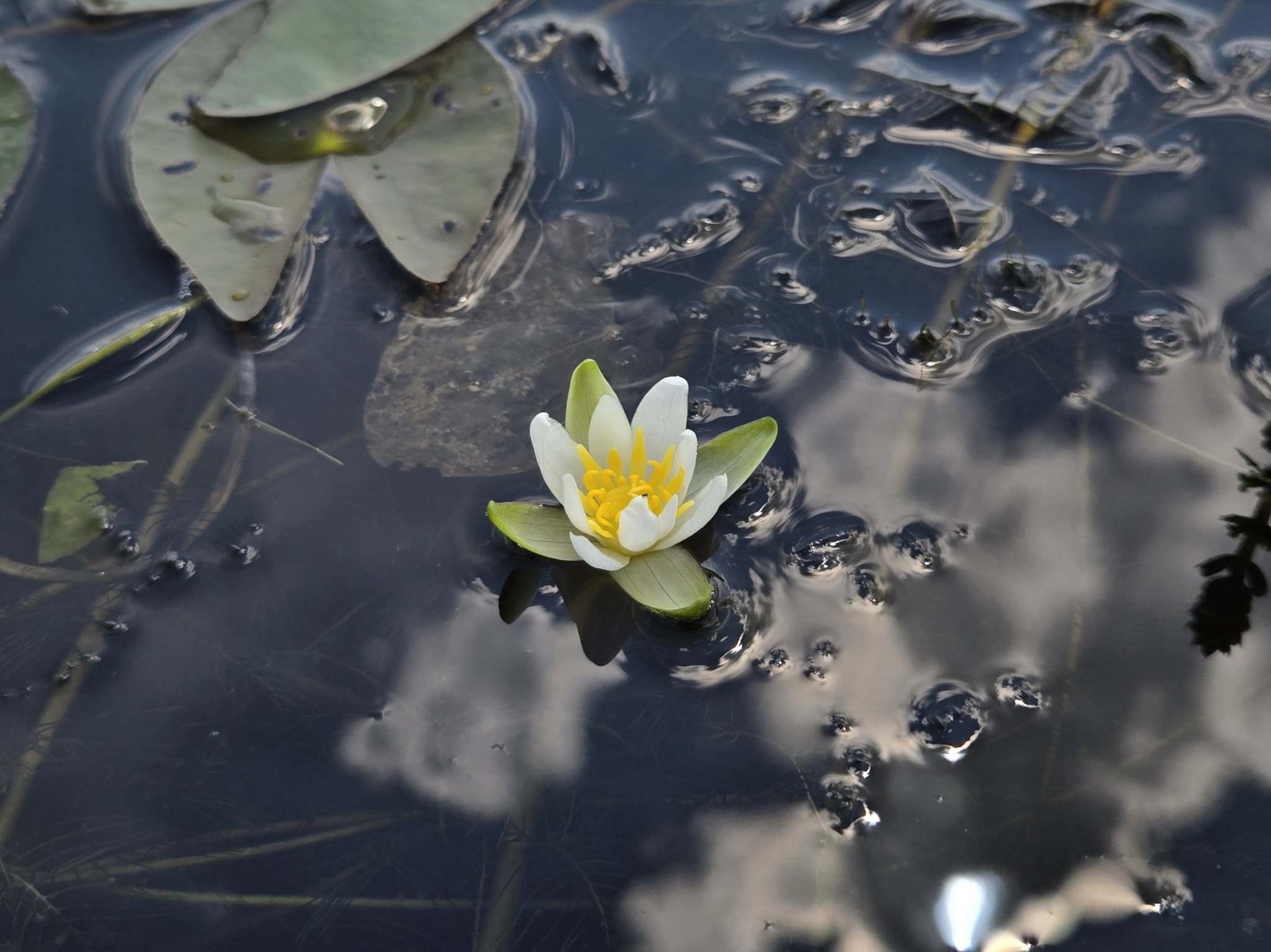 Nymphaea leibergii