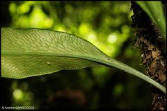 Polytaenium cajenense