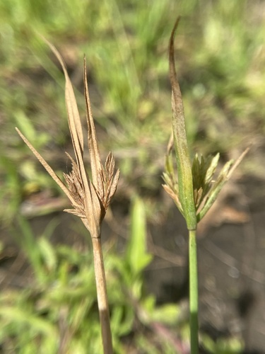 Cyperus polystachyos observed 2024-07-28