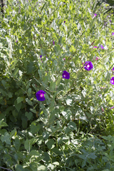 Ipomoea stans