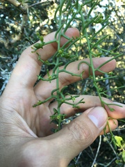 Thesium scandens