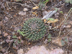 Mammillaria meiacantha