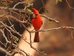 Cardinalis phoeniceus