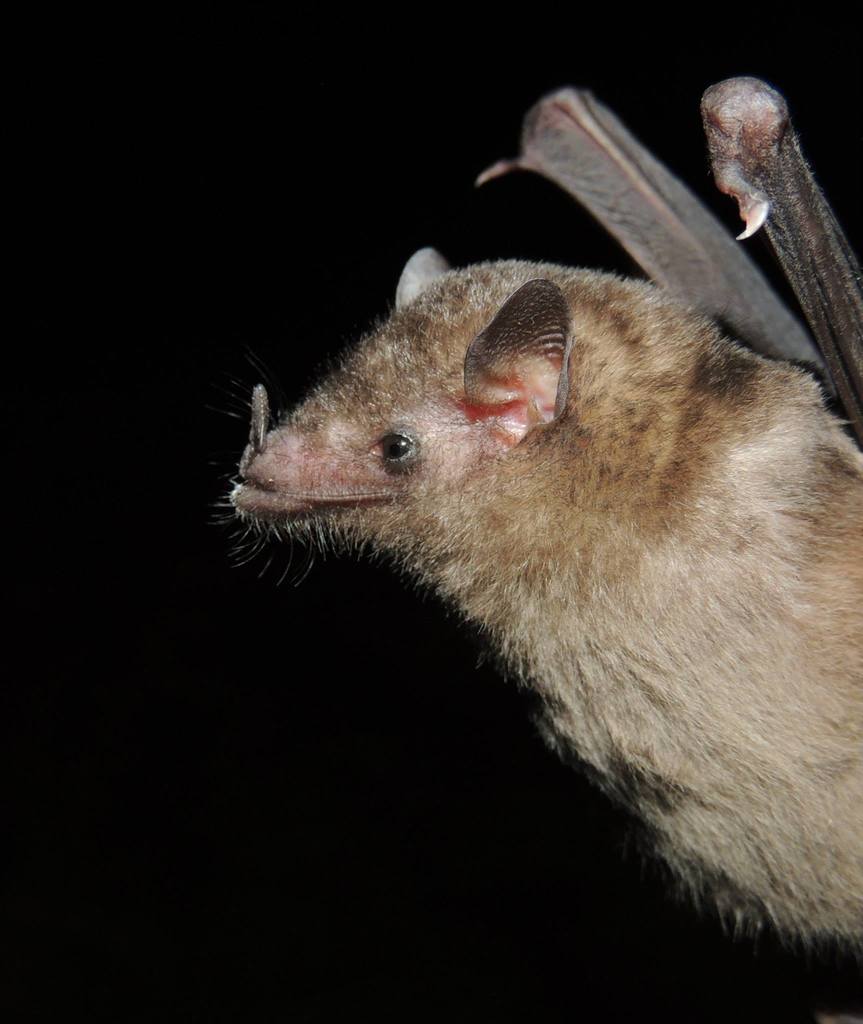 Broad-Toothed Tailless Bat