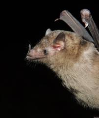 Broad-Toothed Tailless Bat photo 1
