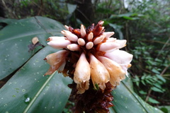 Alpinia sessiliflora