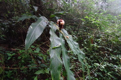 Alpinia sessiliflora