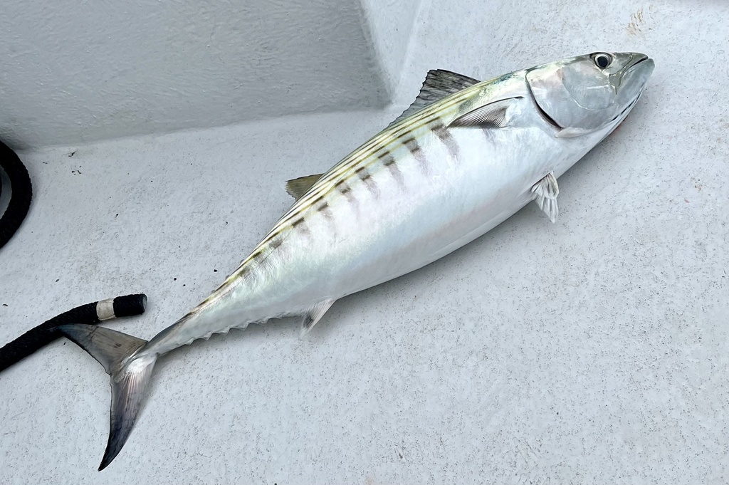 Photo of Atlantic bonito (Sarda sarda)