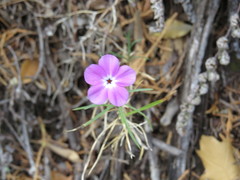 Phlox nana