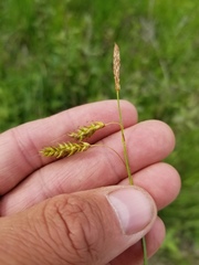 Carex castanea
