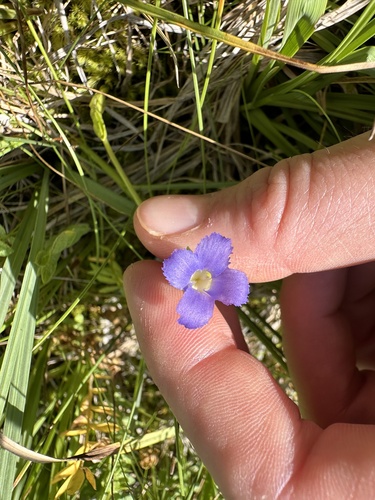 Image of Gentianopsis simplex by no rights reserved