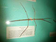 Pseudosermyle phalangiphora