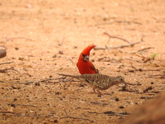 Cardinalis phoeniceus