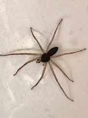 Philodromus dispar