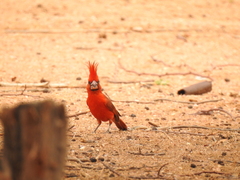 Cardinalis phoeniceus